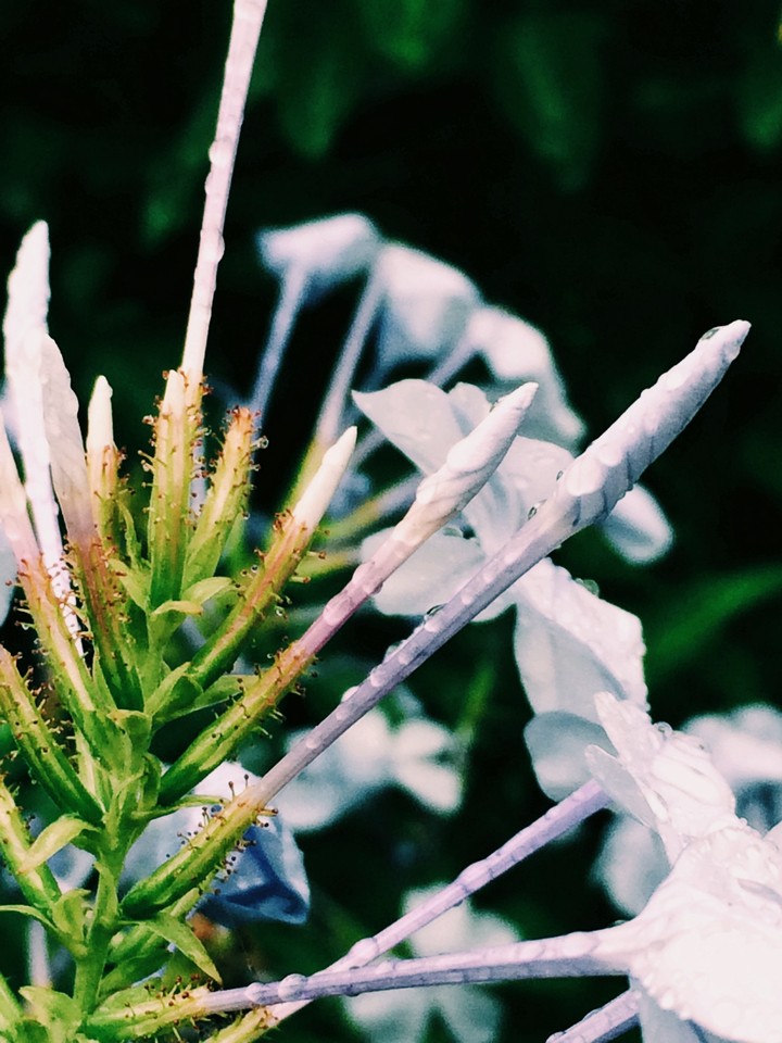 buds