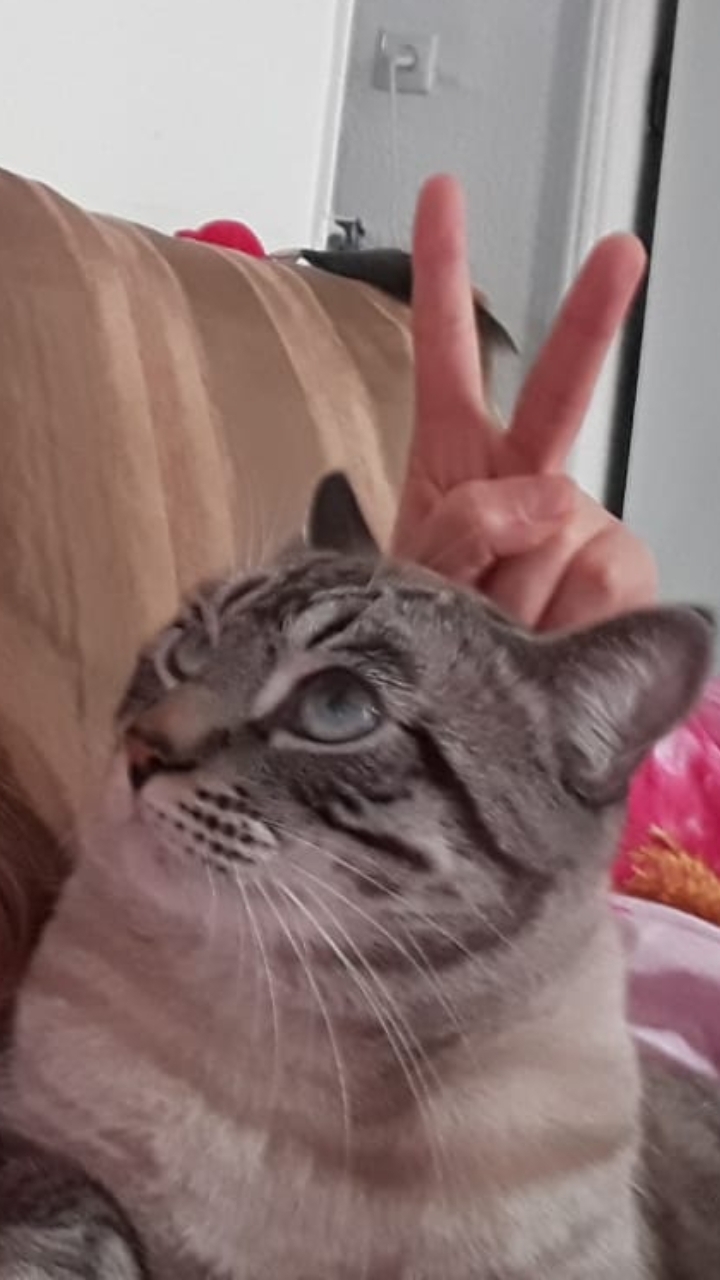 котюня не понял шутки