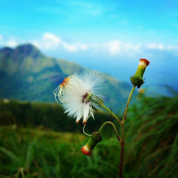 White Hairy flower