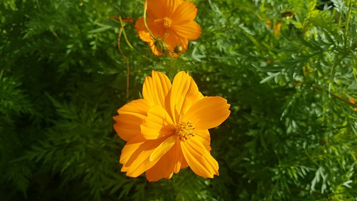 Flower in bloom