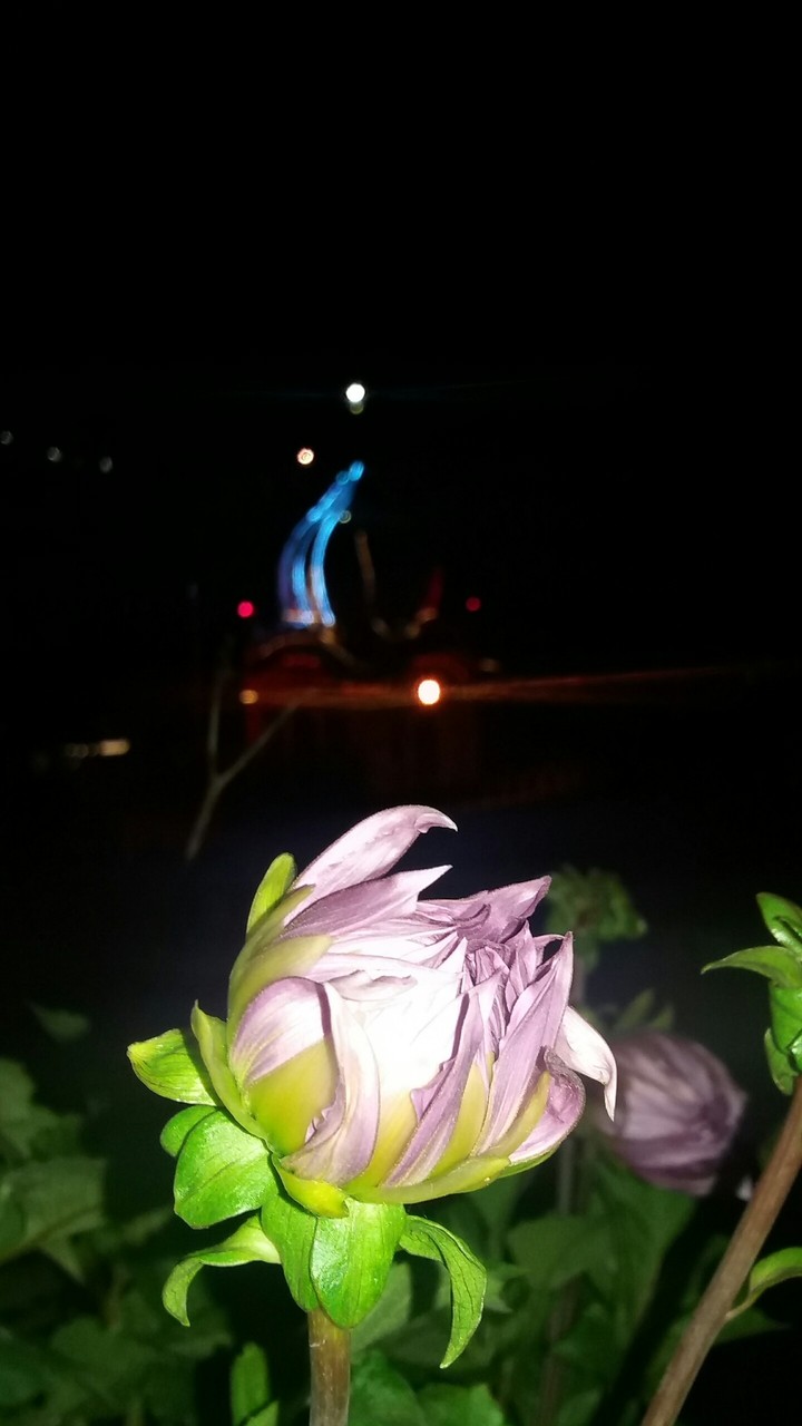 Earth laugh in flowers!!