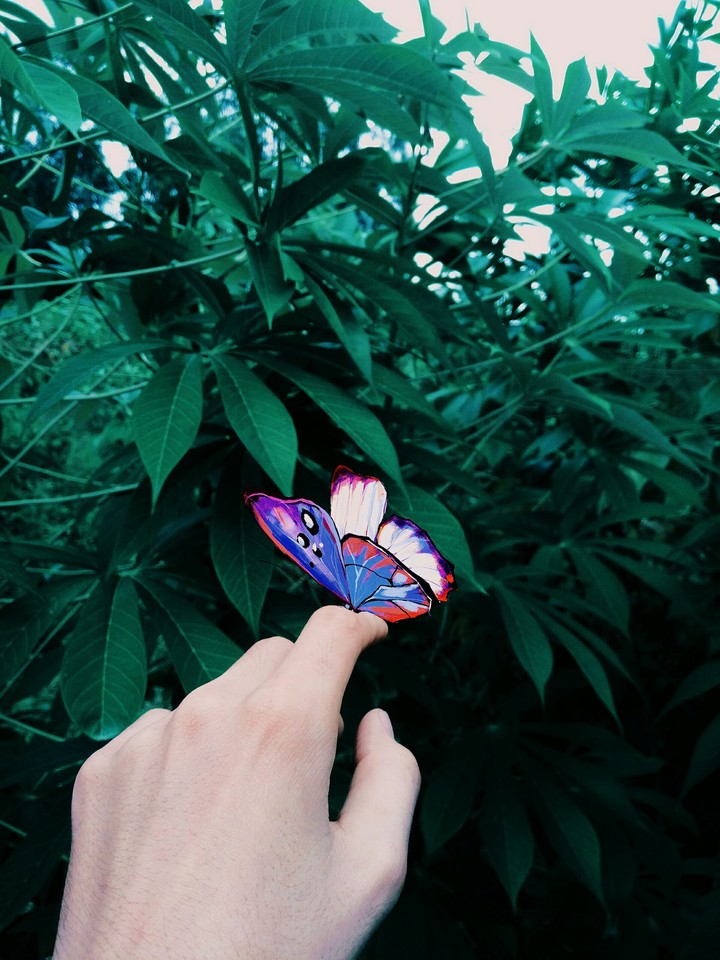 bướm