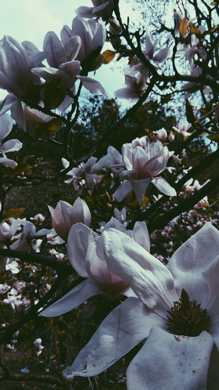 fl