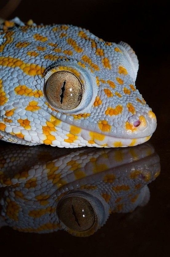 Tokkey Gekko