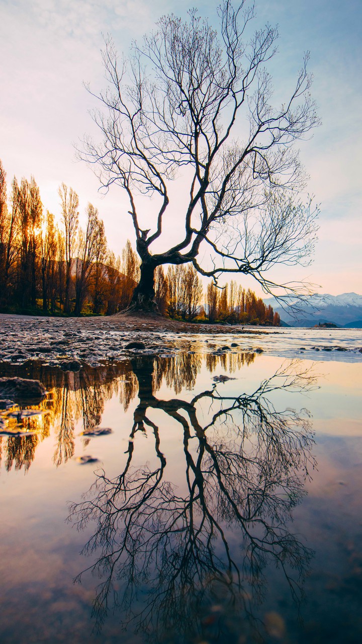 Reflecting nature