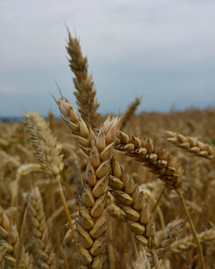 Field