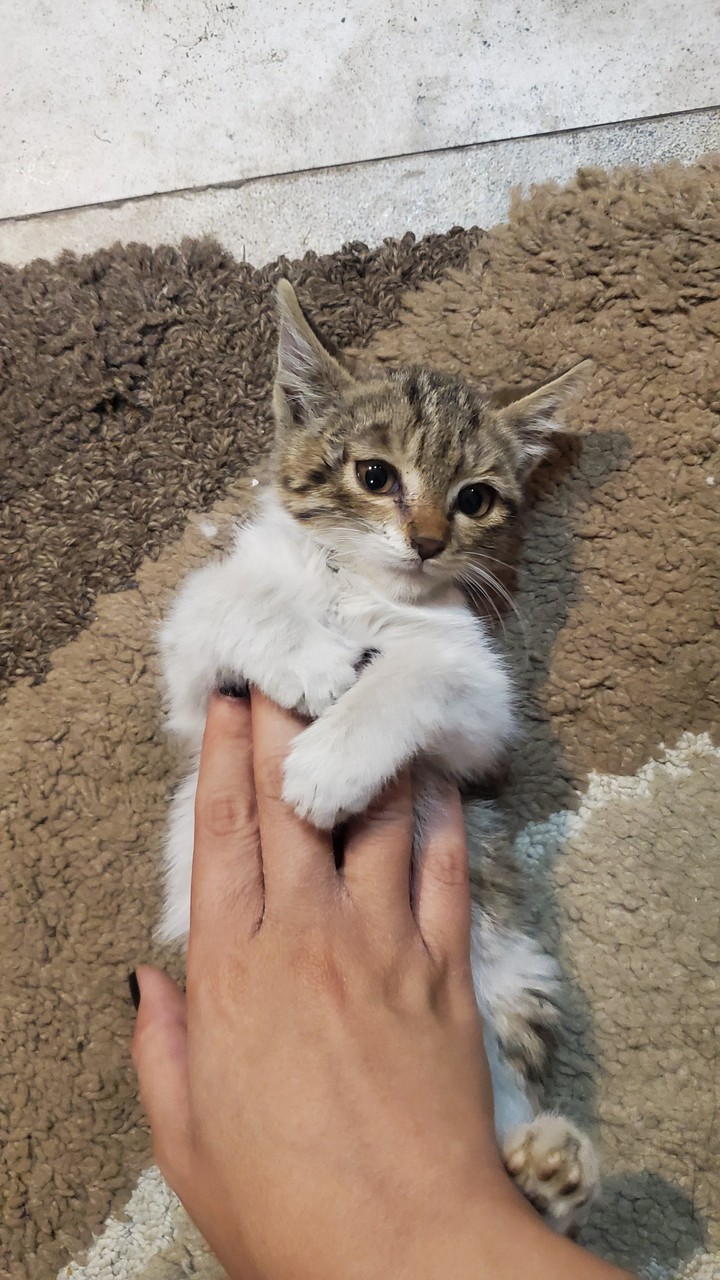 cat