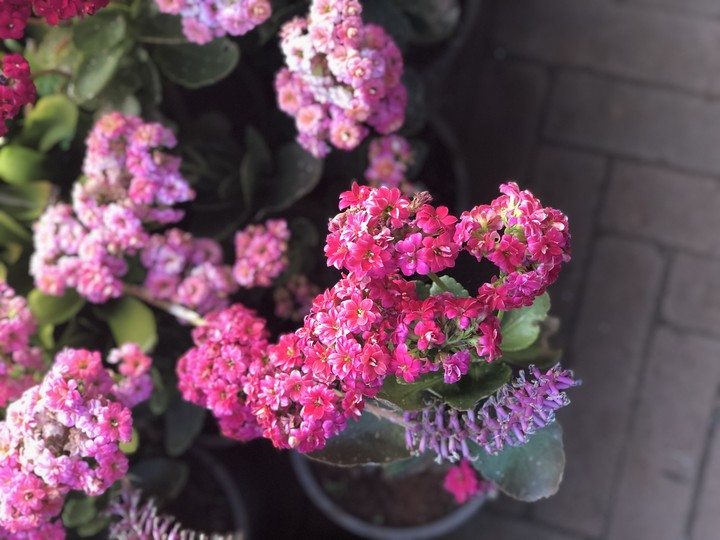 Flowers