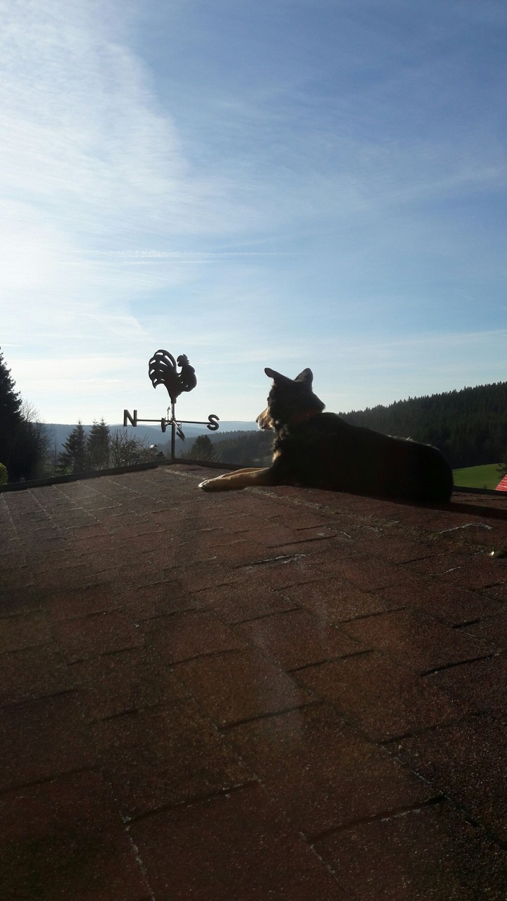 dog in the morning