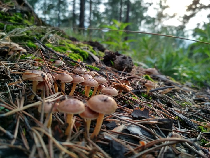 Mooshrooms