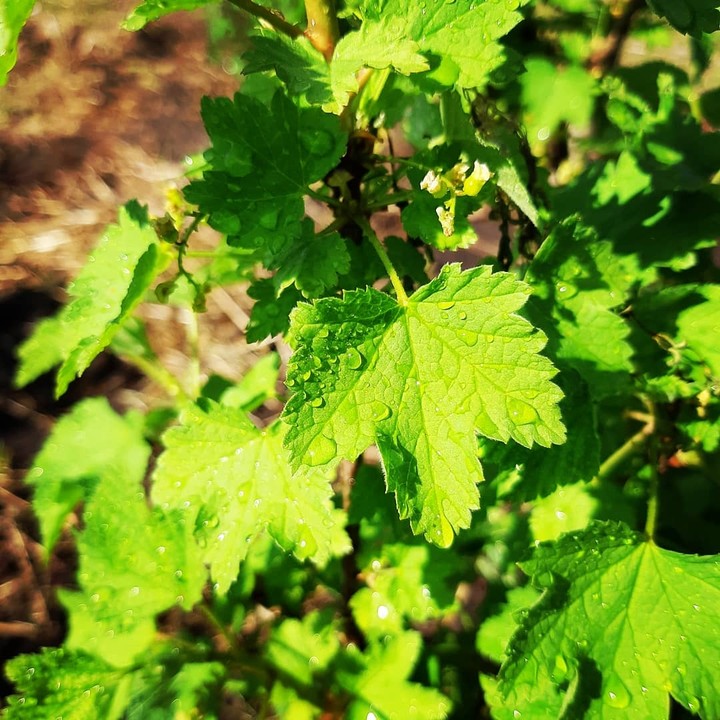 currant