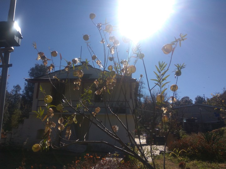 bubble flower