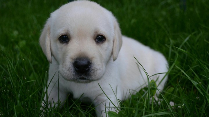 puppies