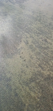 Swimming of Birds in Namgang River, Jinju, South Korea