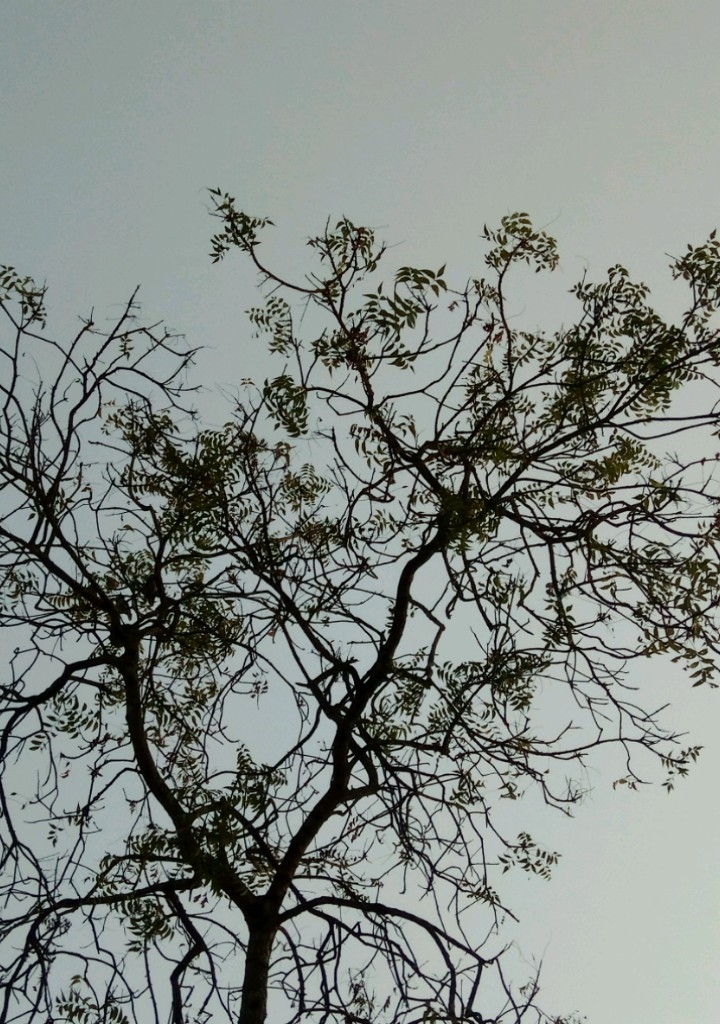 nature's drawing