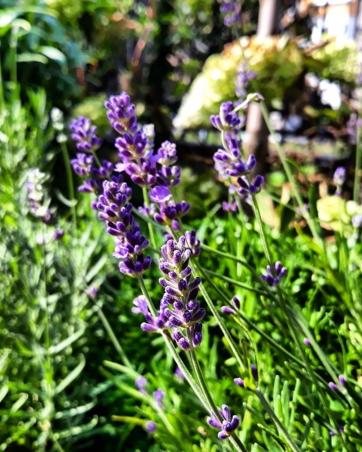 violet