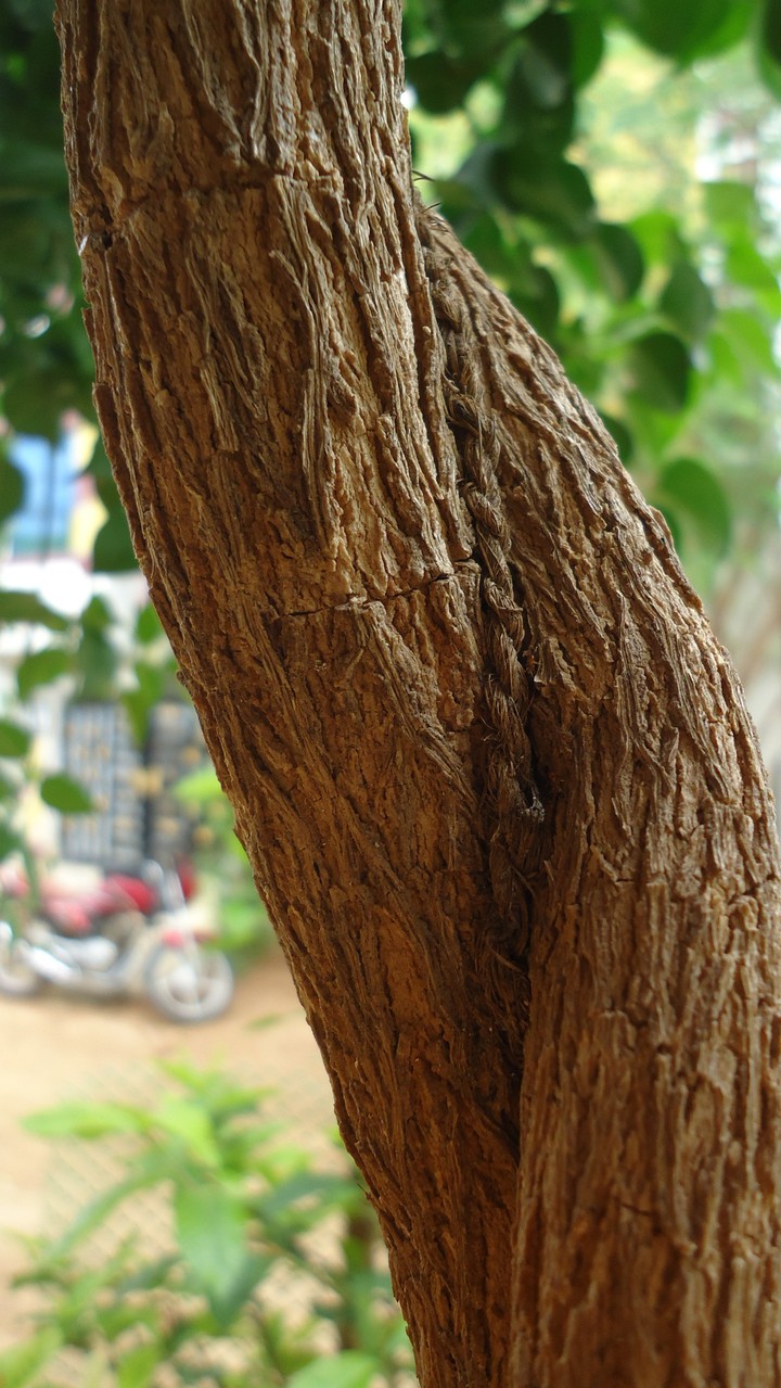 Bark