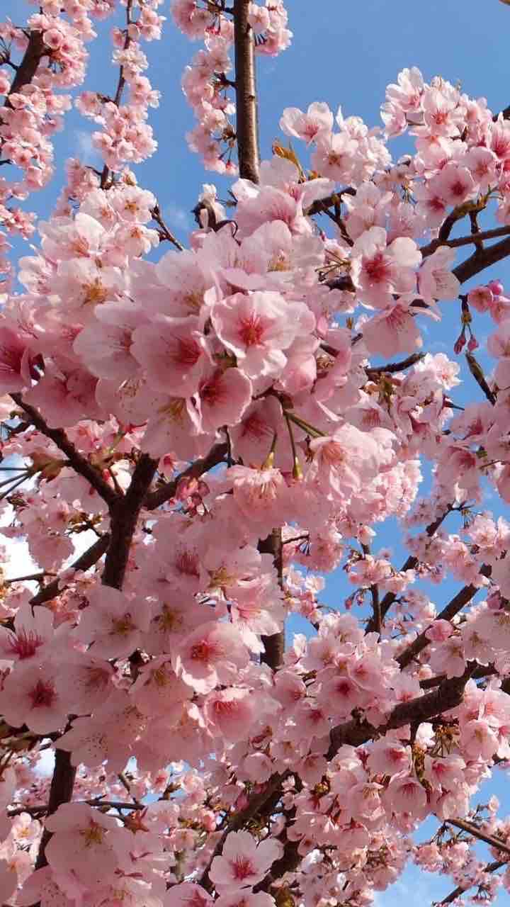 Flor de durazno ?