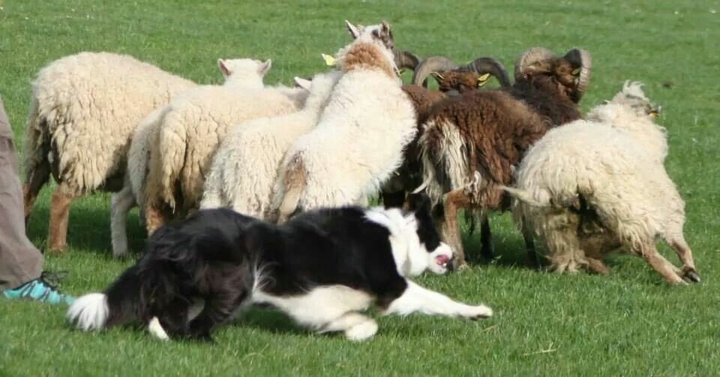 If It's Not A Broder Collie iIt's Just A Dog