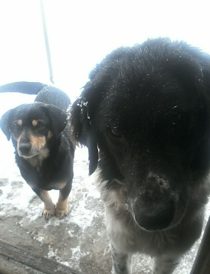 dogs
