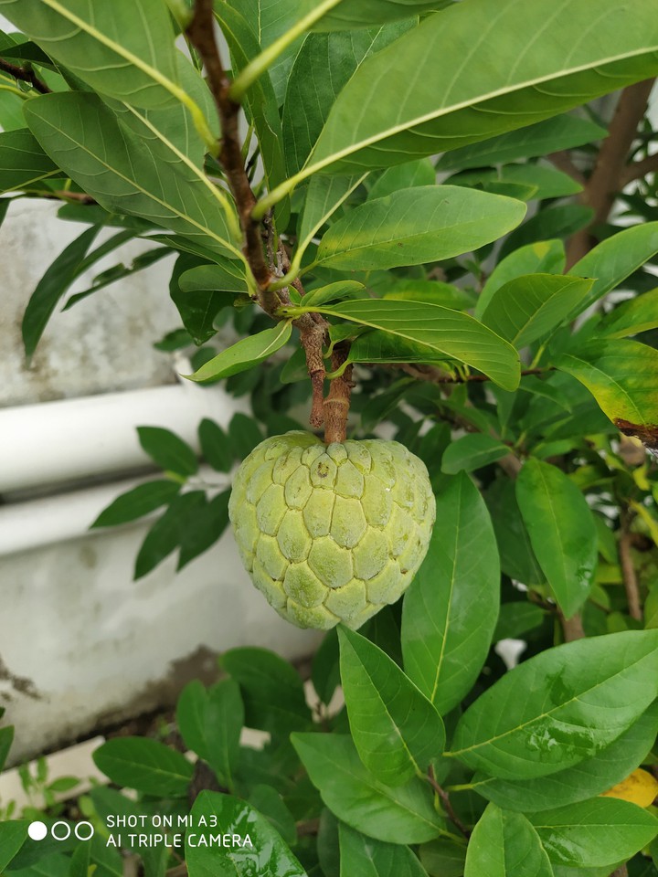 fruit