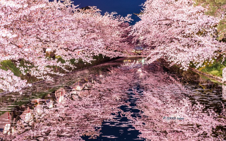 pinnacle of cherry blossom beauty