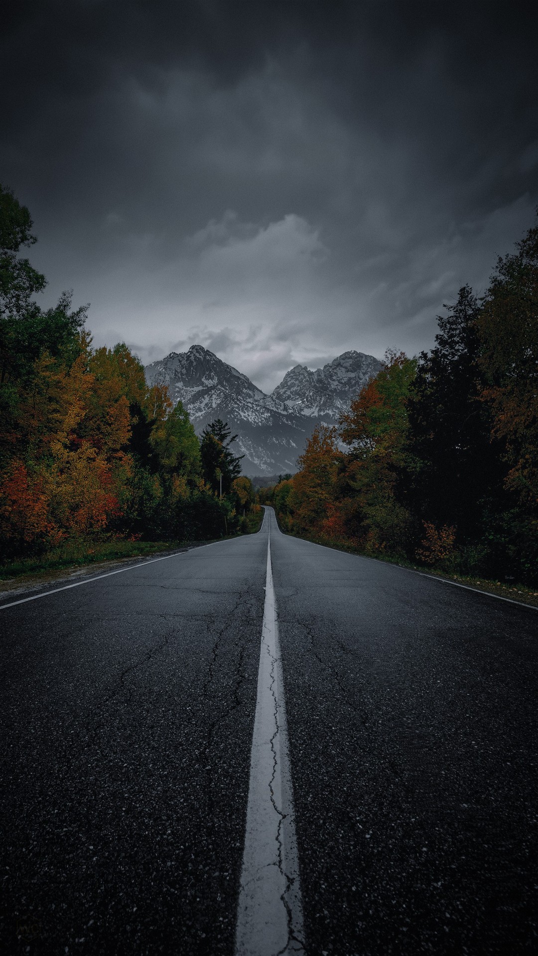 tapety forest, highway