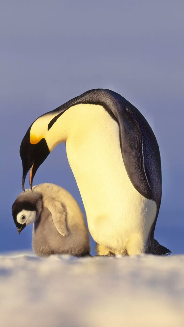 penguin 