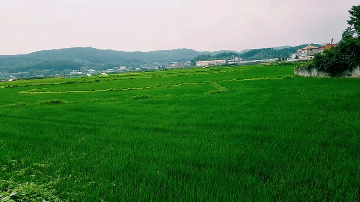 풀밭