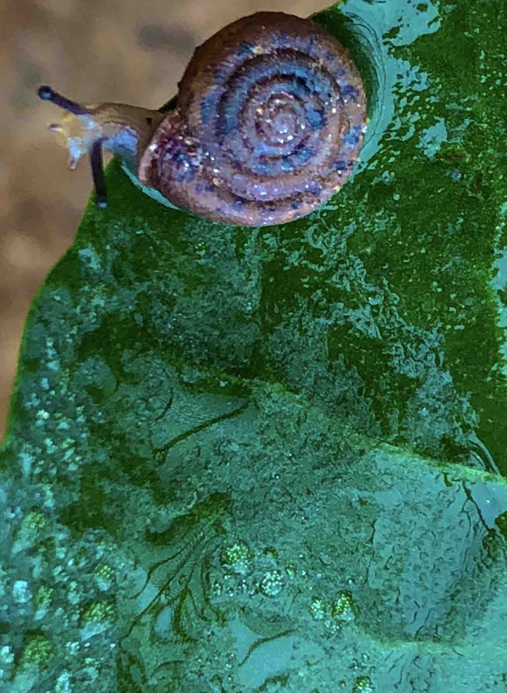 Caracol