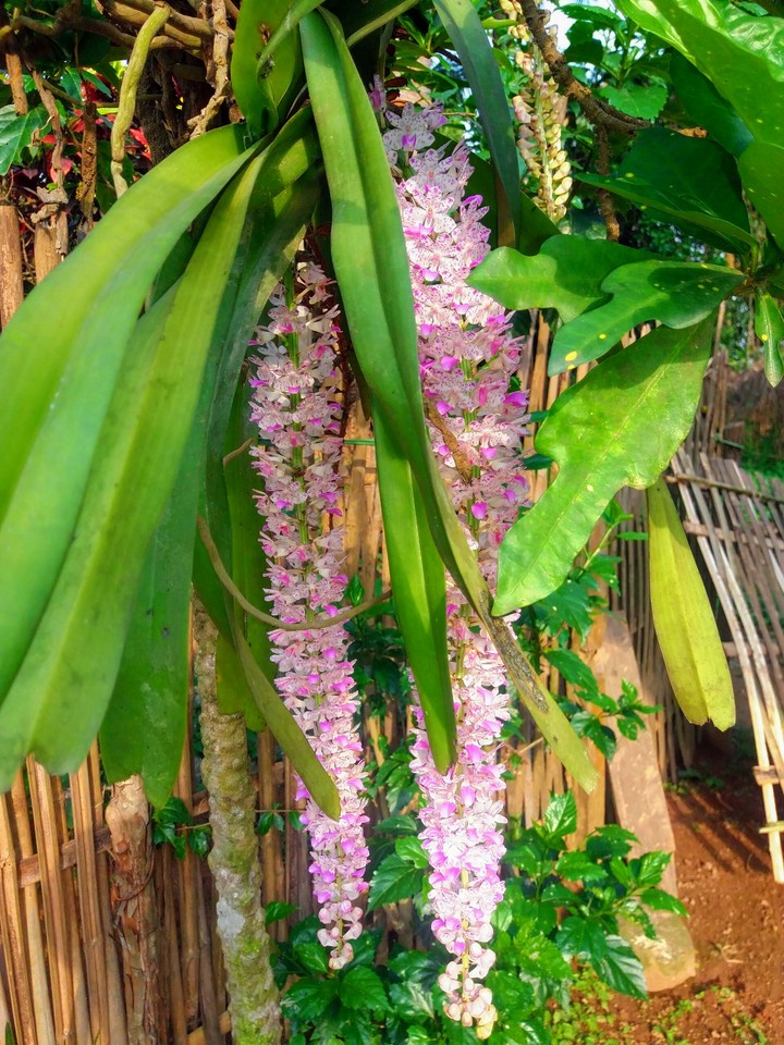 কপৌ ফুল