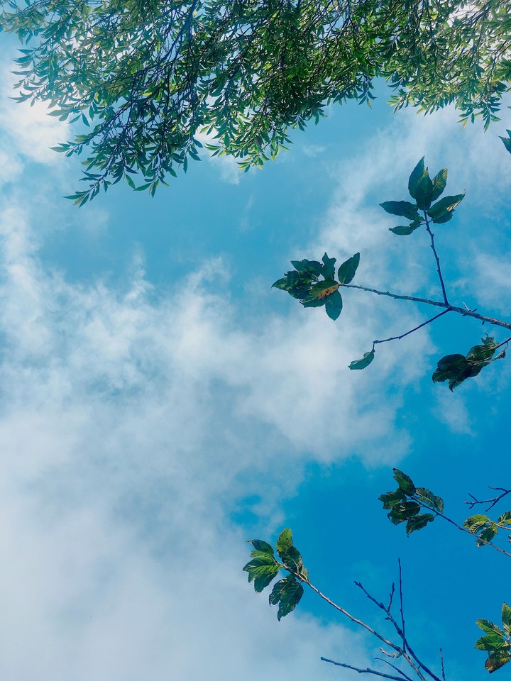 sky and leaves