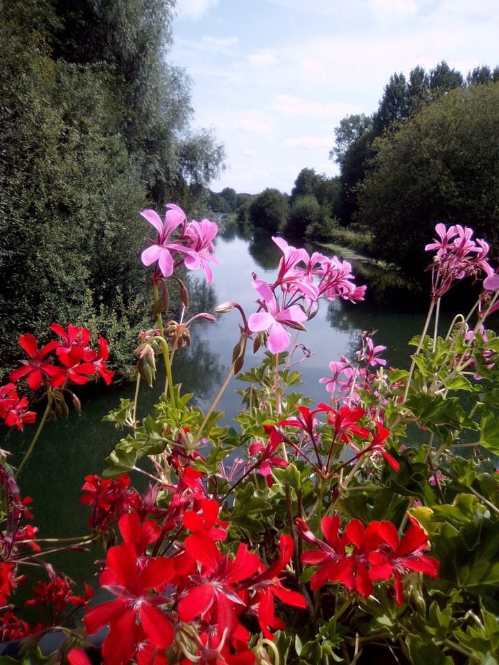flowers
