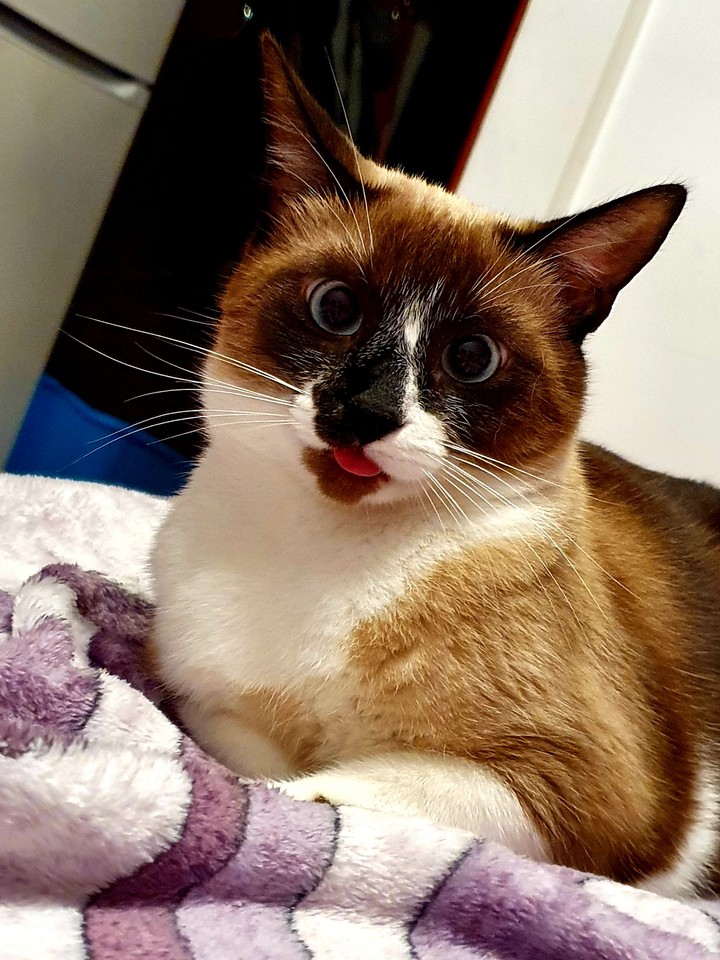 Little tongue kitty