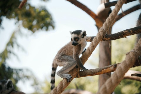 fonds d'écran primate, fur