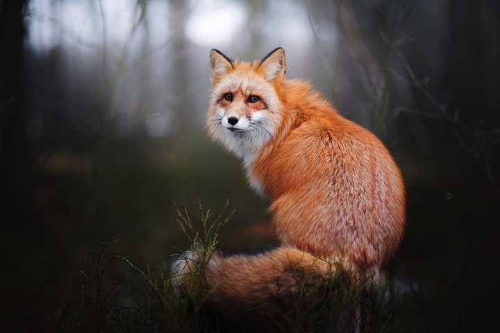 Fox