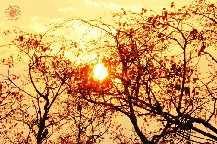sunrise tree silhouette