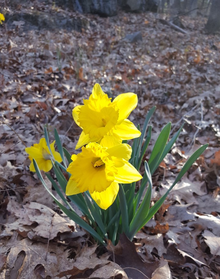 Leaves and Petals