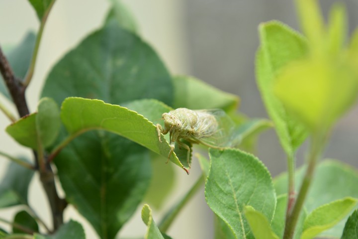Green fly