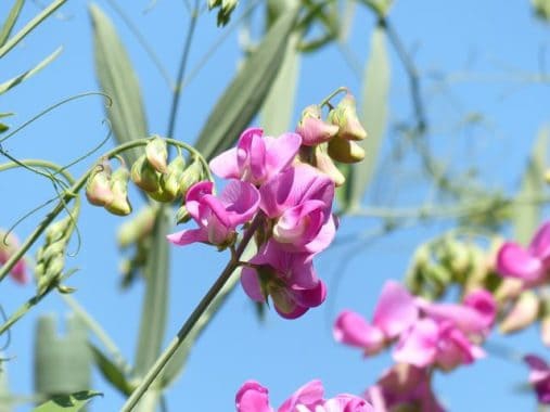 LATHYRUS