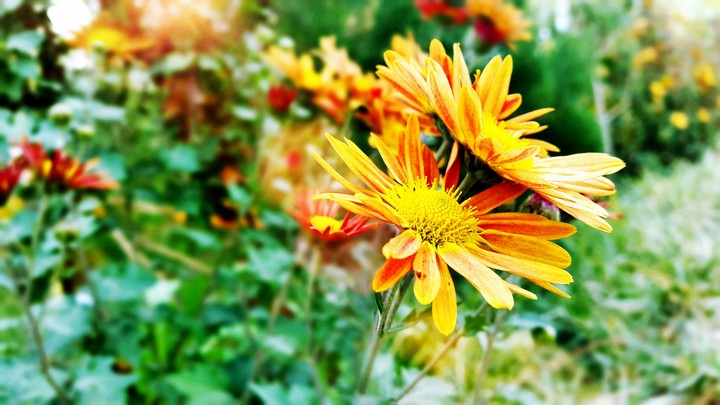 Flower