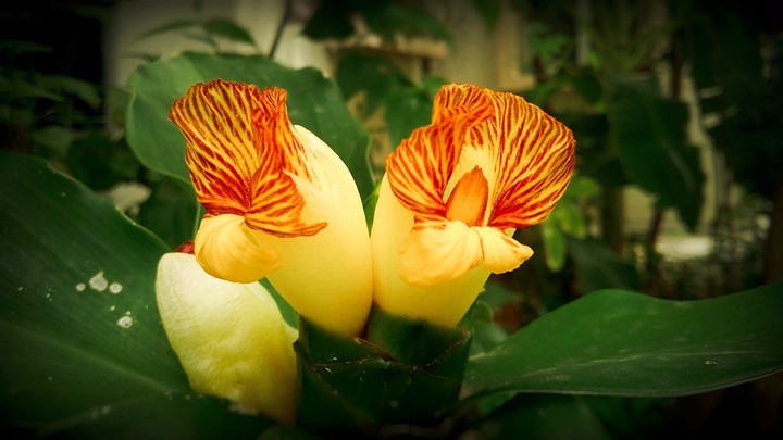flowers looks like two loved ones but cannot face each other