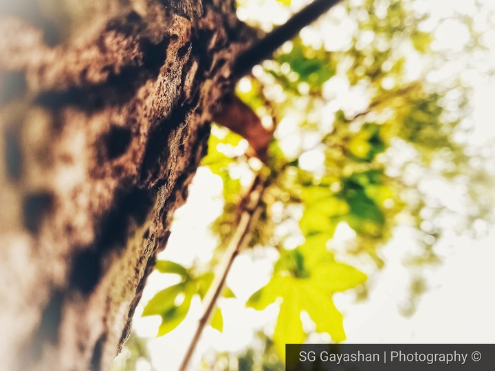 Summer tree 4K 2018