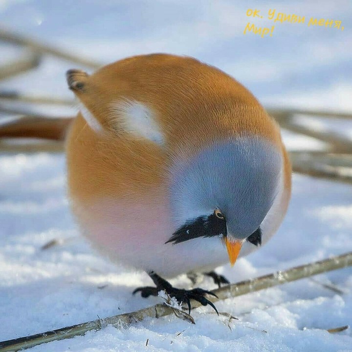 ооо