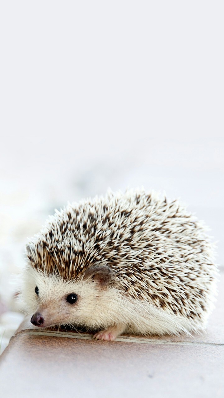 My little hedgi