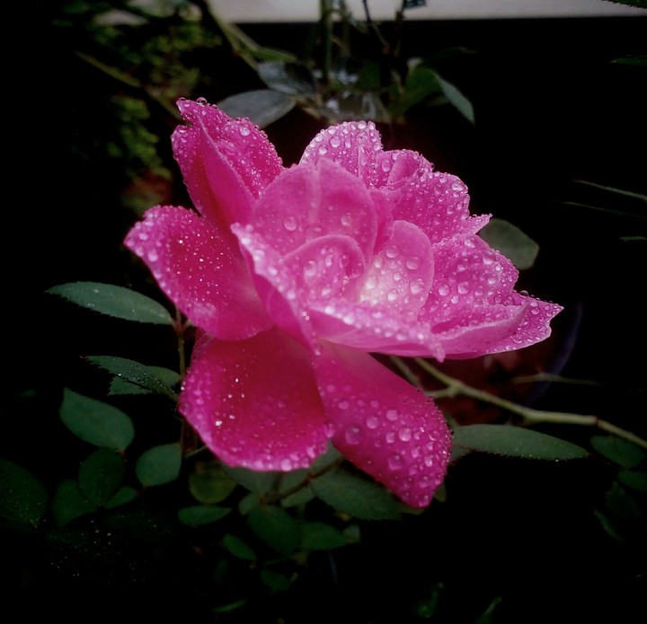 Raindrops