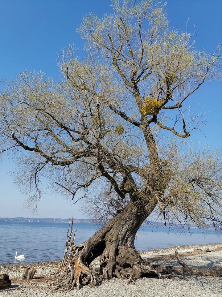 tree