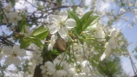 cherry blossom