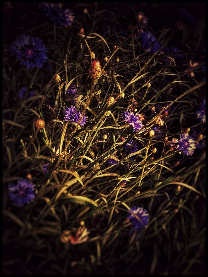 cornflower