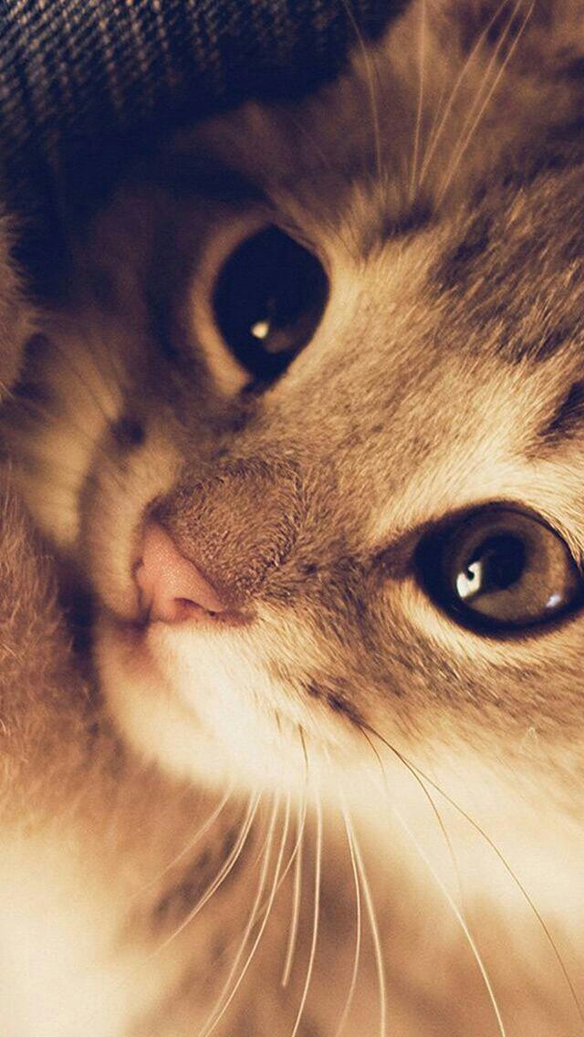 cool cat